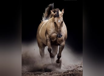 Quarter horse américain, Jument, 13 Ans, 147 cm, Palomino