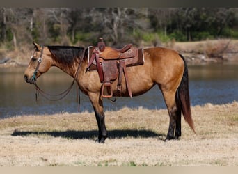 Quarter horse américain, Jument, 13 Ans, 150 cm, Buckskin