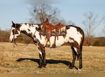 Quarter horse américain, Jument, 13 Ans, 150 cm, Overo-toutes couleurs