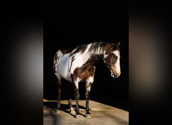 Quarter horse américain, Jument, 13 Ans, 150 cm, Overo-toutes couleurs