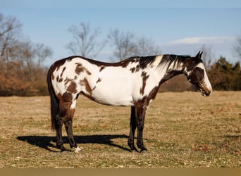 Quarter horse américain, Jument, 13 Ans, 150 cm, Overo-toutes couleurs