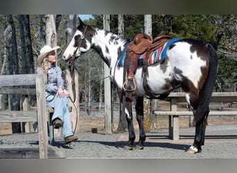 Quarter horse américain, Jument, 13 Ans, 150 cm, Overo-toutes couleurs