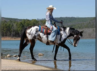 Quarter horse américain, Jument, 13 Ans, 150 cm, Overo-toutes couleurs