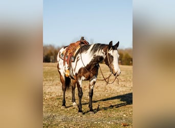 Quarter horse américain, Jument, 13 Ans, 150 cm, Overo-toutes couleurs