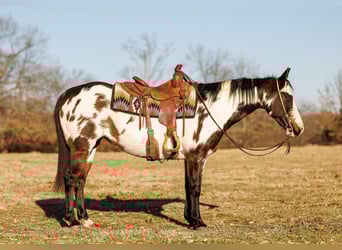 Quarter horse américain, Jument, 13 Ans, 150 cm, Overo-toutes couleurs