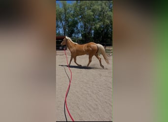 Quarter horse américain, Jument, 13 Ans, 150 cm, Palomino