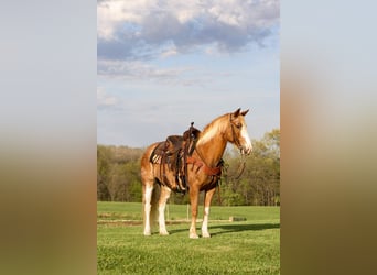 Quarter horse américain Croisé, Jument, 13 Ans, 150 cm, Sabino