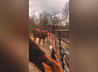Quarter horse américain, Jument, 13 Ans, 152 cm, Alezan cuivré