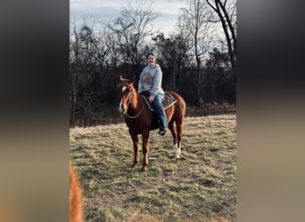 Quarter horse américain, Jument, 13 Ans, 152 cm, Alezan cuivré