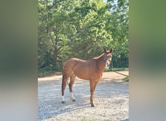Quarter horse américain, Jument, 13 Ans, 152 cm, Alezan cuivré