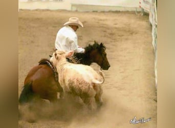 Quarter horse américain, Jument, 13 Ans, 152 cm, Bai cerise