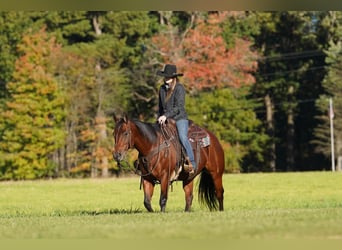 Quarter horse américain, Jument, 13 Ans, 152 cm, Bai cerise