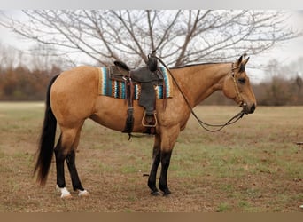 Quarter horse américain, Jument, 13 Ans, 152 cm, Buckskin