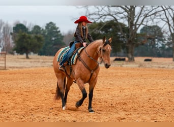 Quarter horse américain, Jument, 13 Ans, 152 cm, Buckskin