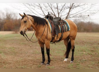 Quarter horse américain, Jument, 13 Ans, 152 cm, Buckskin
