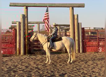 Quarter horse américain, Jument, 13 Ans, 152 cm, Cremello
