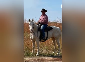 Quarter horse américain, Jument, 13 Ans, 152 cm, Cremello
