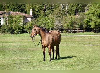 Quarter horse américain, Jument, 13 Ans, 152 cm, Isabelle