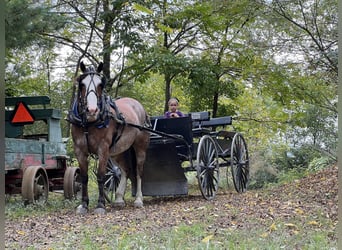 Quarter horse américain Croisé, Jument, 13 Ans, 152 cm, Rouan Rouge