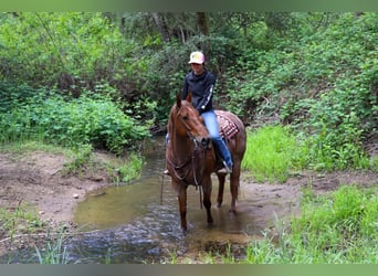 Quarter horse américain, Jument, 13 Ans, 152 cm, Rouan Rouge