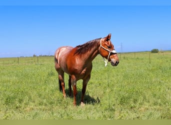 Quarter horse américain, Jument, 13 Ans, 152 cm, Rouan Rouge