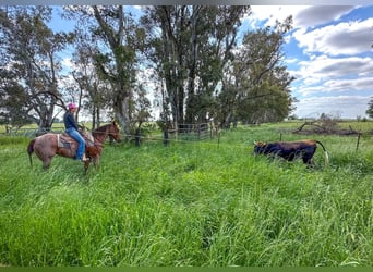 Quarter horse américain, Jument, 13 Ans, 152 cm, Rouan Rouge