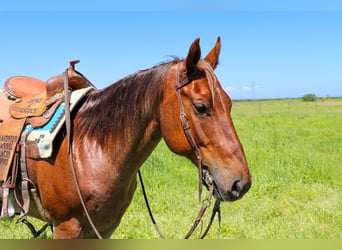 Quarter horse américain, Jument, 13 Ans, 152 cm, Rouan Rouge