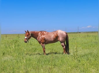 Quarter horse américain, Jument, 13 Ans, 152 cm, Rouan Rouge