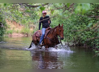 Quarter horse américain, Jument, 13 Ans, 152 cm, Rouan Rouge