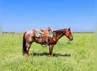 Quarter horse américain, Jument, 13 Ans, 152 cm, Rouan Rouge