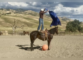 Quarter horse américain, Jument, 13 Ans, 155 cm, Bai