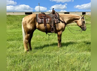 Quarter horse américain, Jument, 13 Ans, 157 cm, Palomino