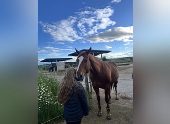 Quarter horse américain, Jument, 13 Ans, 160 cm, Alezan