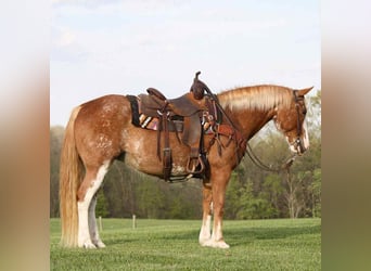 Quarter horse américain, Jument, 13 Ans, Sabino