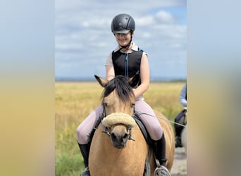 Quarter horse américain Croisé, Jument, 14 Ans, 135 cm, Isabelle