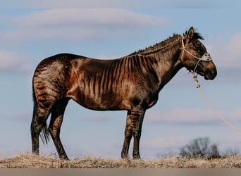 Quarter horse américain, Jument, 14 Ans, 142 cm, Grullo