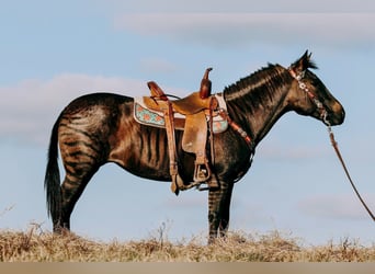 Quarter horse américain, Jument, 14 Ans, 142 cm, Grullo