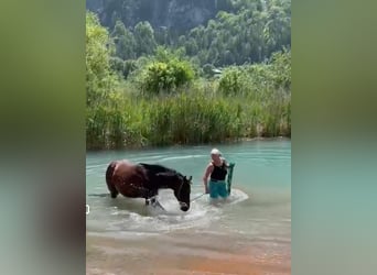 Quarter horse américain, Jument, 14 Ans, 145 cm, Roan-Bay