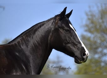 Quarter horse américain, Jument, 14 Ans, 147 cm, Noir