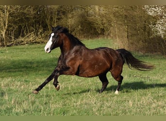 Quarter horse américain, Jument, 14 Ans, 148 cm, Bai brun foncé