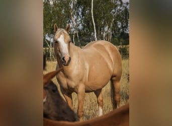 Quarter horse américain, Jument, 14 Ans, 148 cm, Palomino
