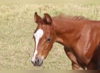 Quarter horse américain, Jument, 14 Ans, 150 cm, Alezan brûlé