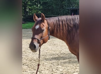 Quarter horse américain, Jument, 14 Ans, 150 cm, Alezan brûlé