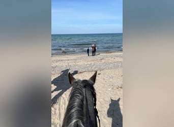 Quarter horse américain, Jument, 14 Ans, 150 cm, Rouan Bleu