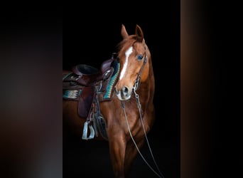 Quarter horse américain, Jument, 14 Ans, 152 cm, Alezan