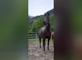 Quarter horse américain, Jument, 14 Ans, 153 cm