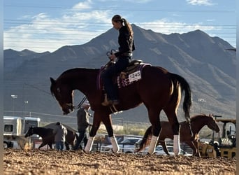 Quarter horse américain, Jument, 14 Ans, Bai cerise