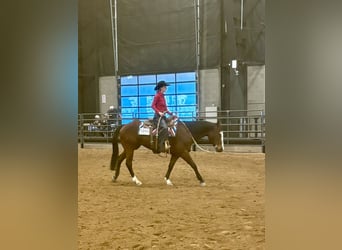 Quarter horse américain, Jument, 14 Ans, Bai cerise