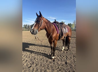 Quarter horse américain, Jument, 14 Ans, Bai cerise