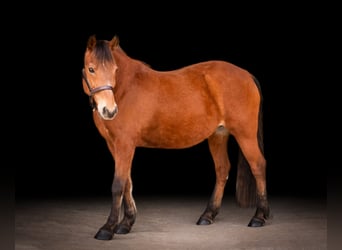 Quarter horse américain, Jument, 14 Ans, Bai cerise